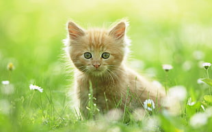 selective photography of orange tabby kitten
